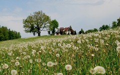 73-house in a field of dandelions.jpg (240×150)