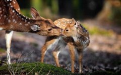 885-Deer and its fawn.jpg (240×150)